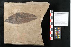 Foto (Objekt + Etikett) von Mespilus germanica Linne (NHMW-GEO-2024-0188-15013)